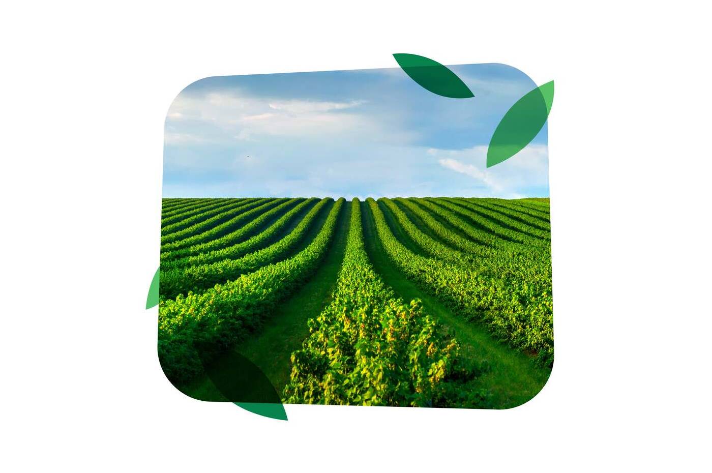 HAIFA FERTIRRIGACION & NUTRIGACION