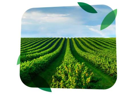 HAIFA FERTIRRIGACION & NUTRIGACION